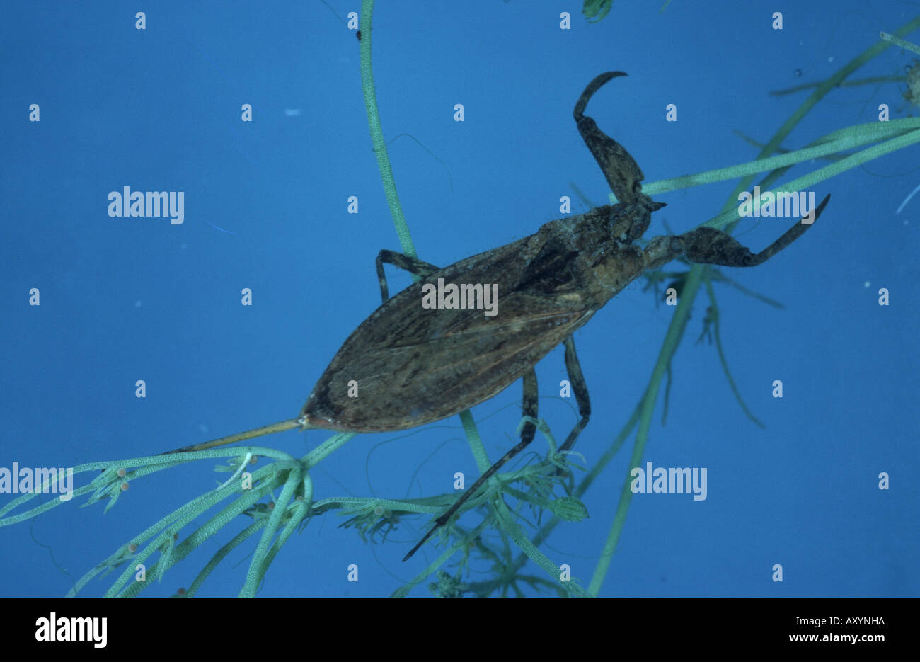 water scorpion (Nepa rubra Stock Photo - Alamy