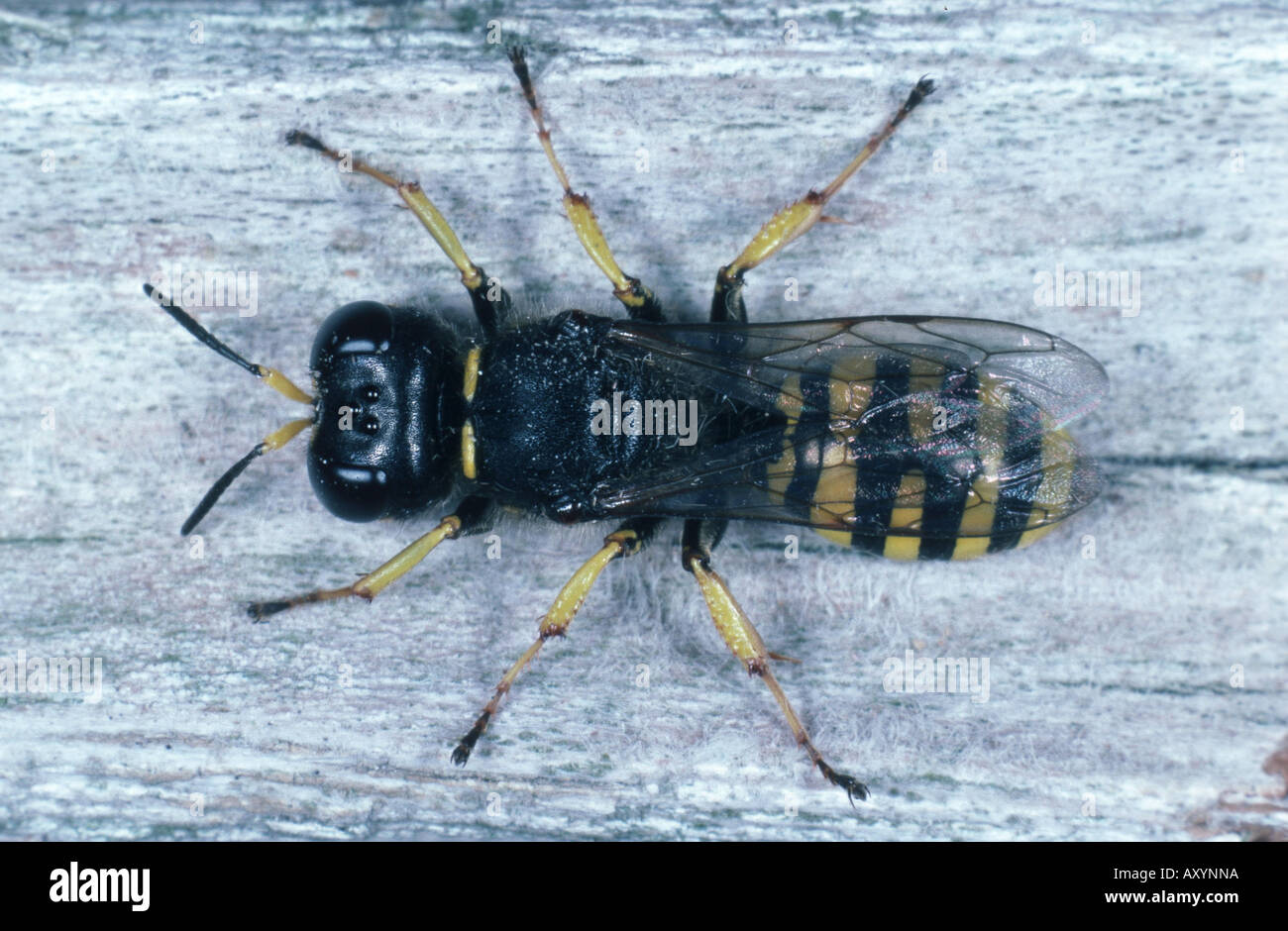 slender-bodied digger wasp (Crabro cephalotes), female Stock Photo