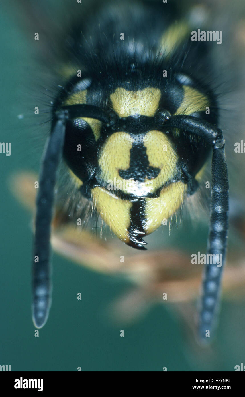 common wasp (Vespula vulgaris), portrait Stock Photo