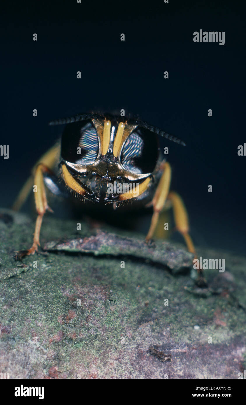 slender-bodied digger wasp (Crabro cribrarius) Stock Photo