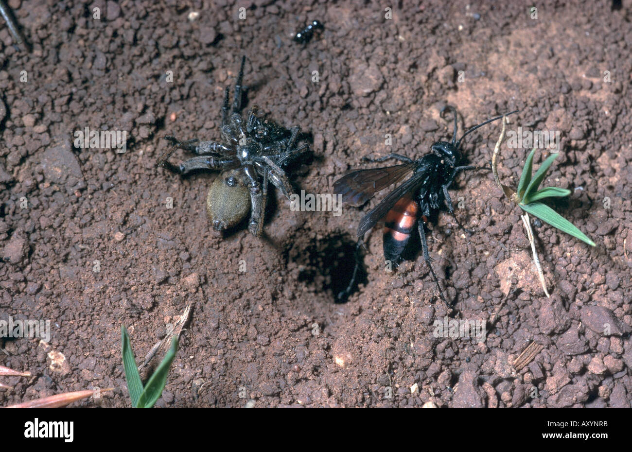 black-banded spider wasp (Anoplius viaticus, Anoplius fuscus, Pompilus viaticus), with captured spider in front of the nest Stock Photo