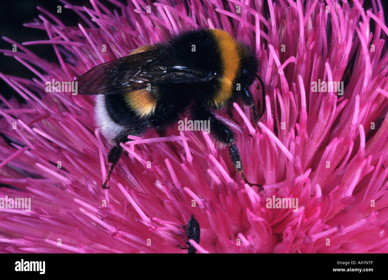 bumble bee (Bombus magnus), on blossom Stock Photo