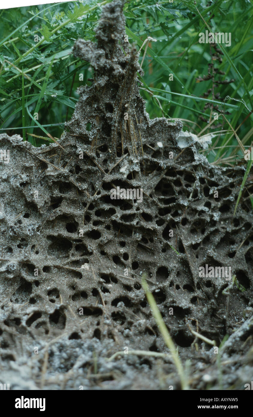 Ant nest cross section hi-res stock photography and images - Alamy