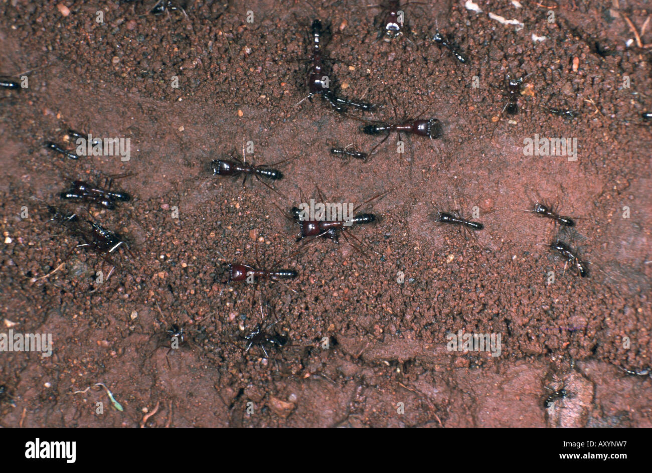 legionary ants, army ants (Dorylinae), ant trail Stock Photo