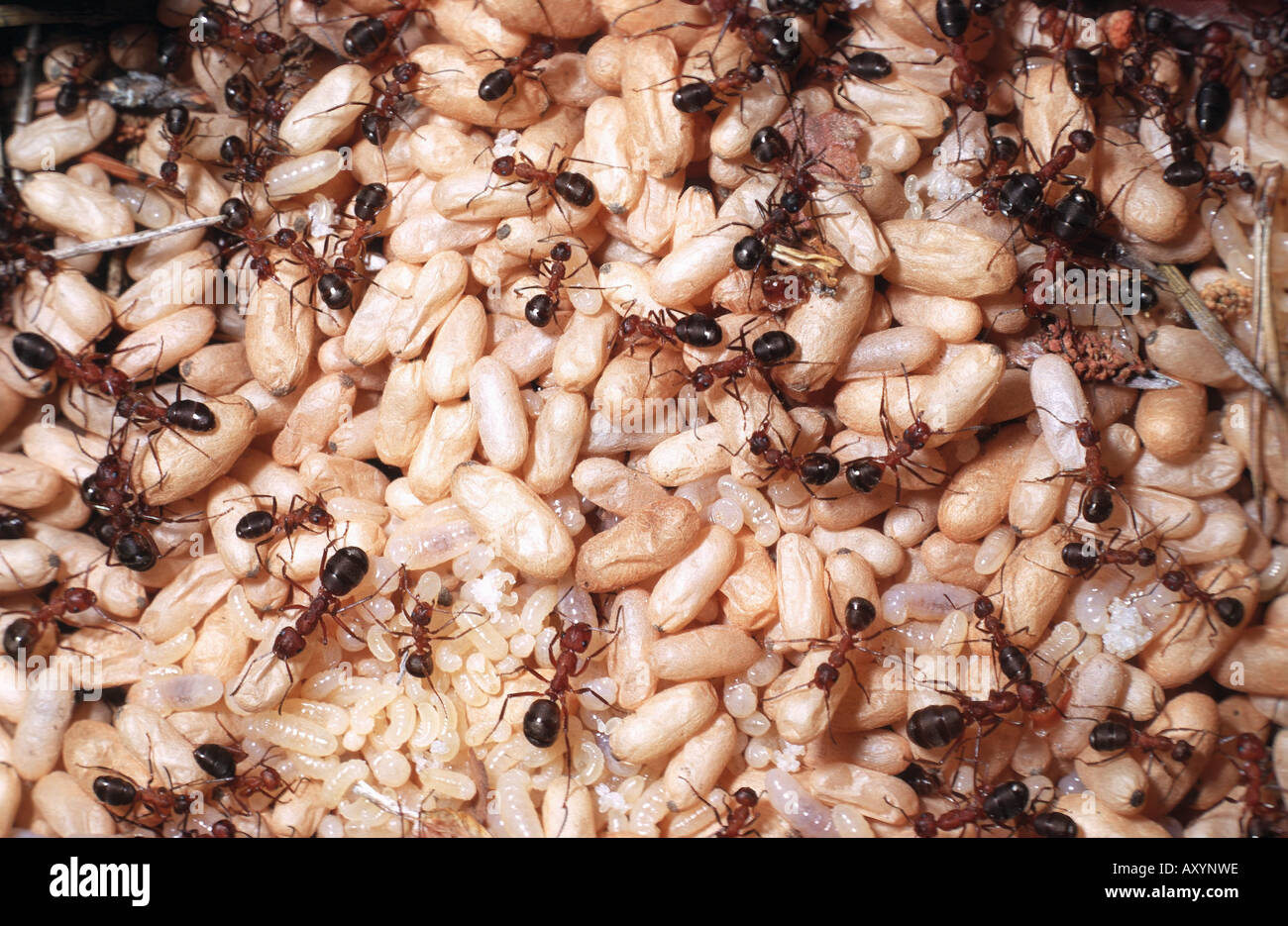 wood ant (Formica spec.), in the nest with larvae and pupas Stock Photo
