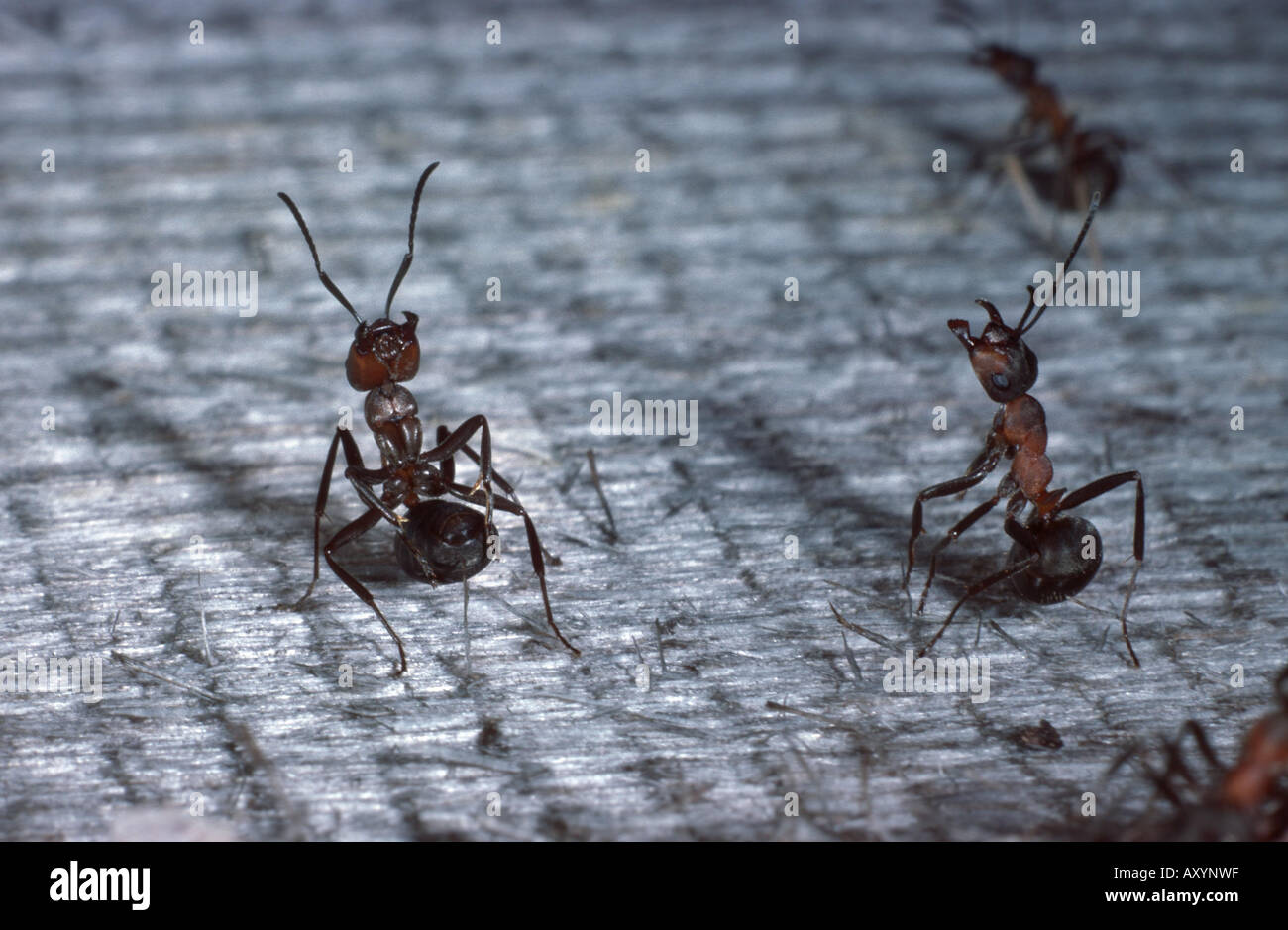 wood ants (Formica spec.), defence Stock Photo Alamy