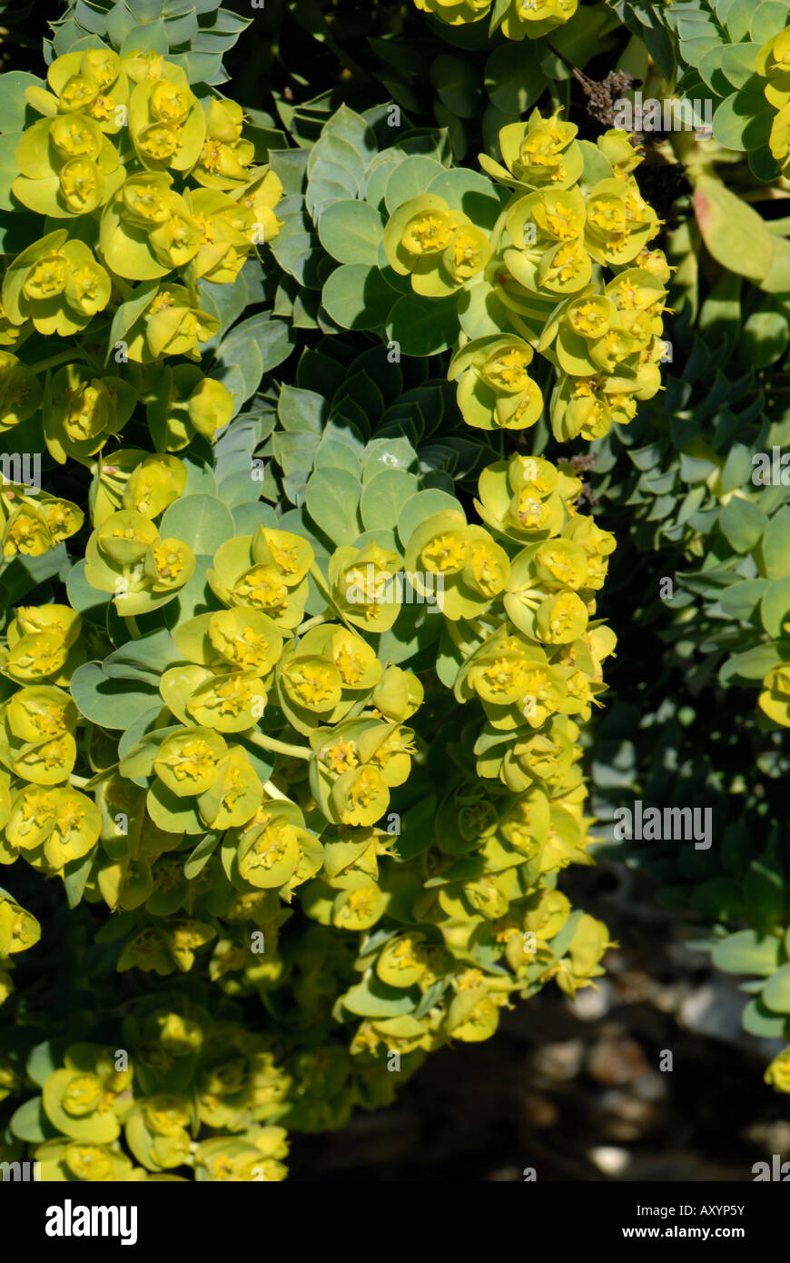 Flowering spurge Euphorbia myrsinites an ornamental rock plant Stock Photo