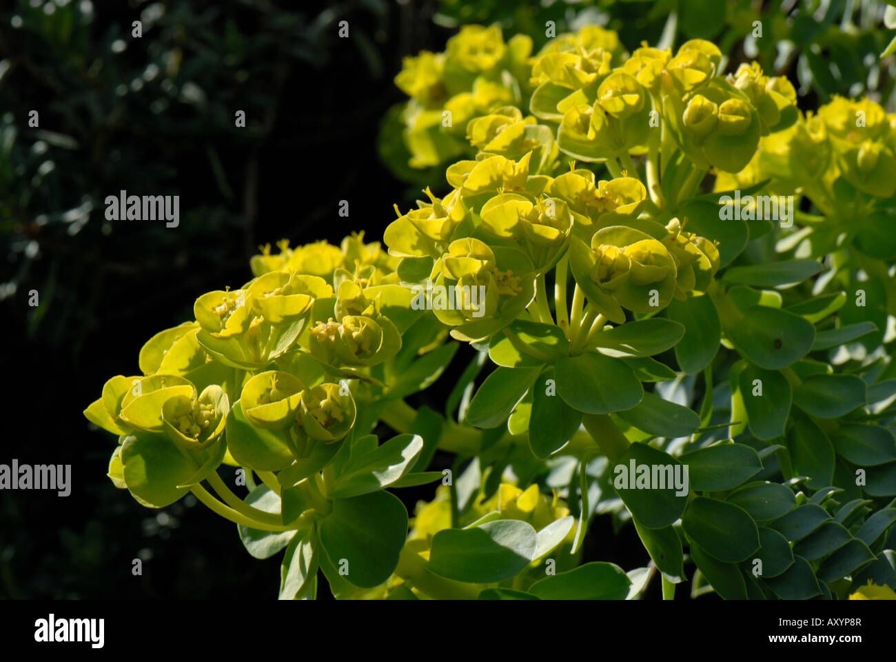 Flowering spurge Euphorbia myrsinites an ornamental rock plant Stock Photo