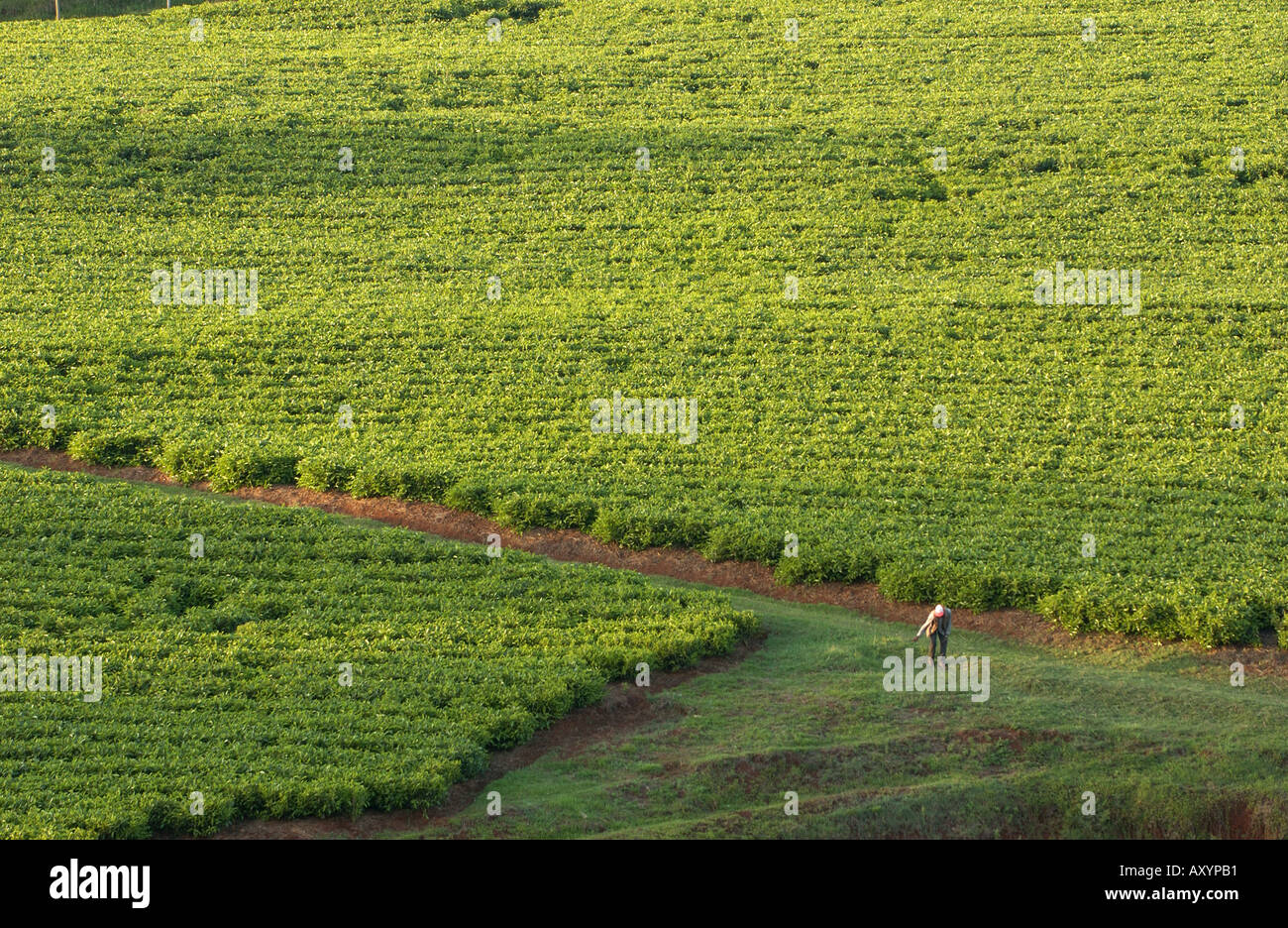 Tea plantation near Nairobi Kenya Stock Photo Alamy