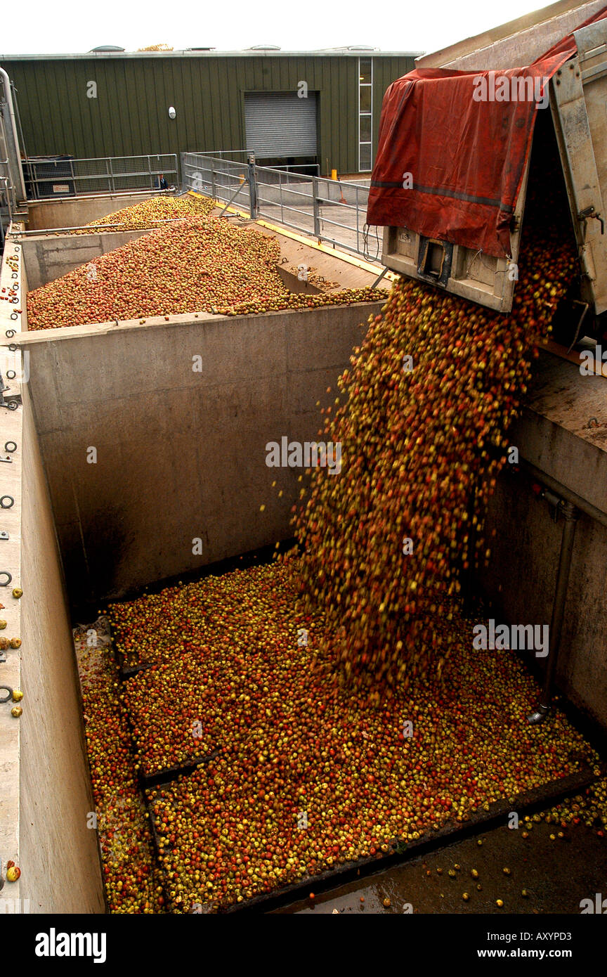 Harvested apples at the Matthew Clark Cider Mill Blackthorn Cider