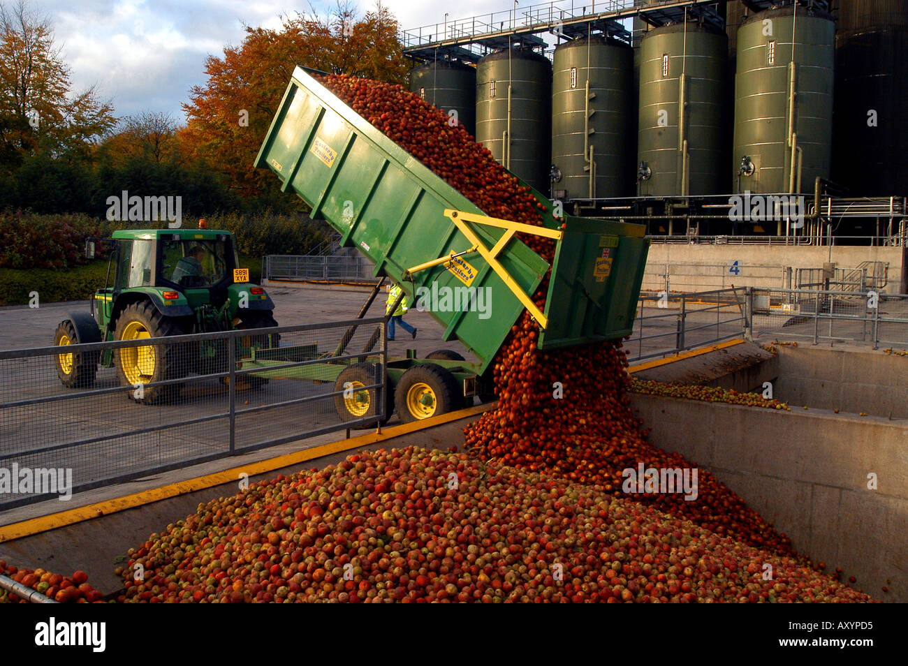 Harvested apples at the Matthew Clark Cider Mill Blackthorn Cider
