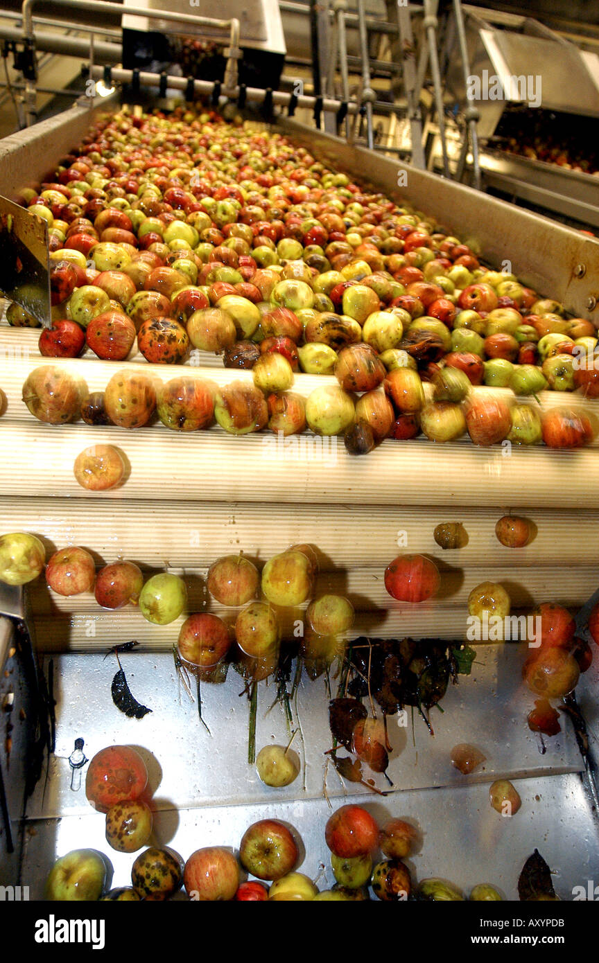 Harvested apples at the Matthew Clark Cider Mill Blackthorn Cider