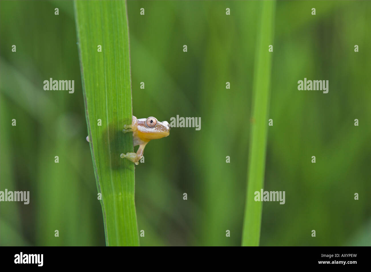 Reed frog in Kilombero Valley Tanzania Stock Photo