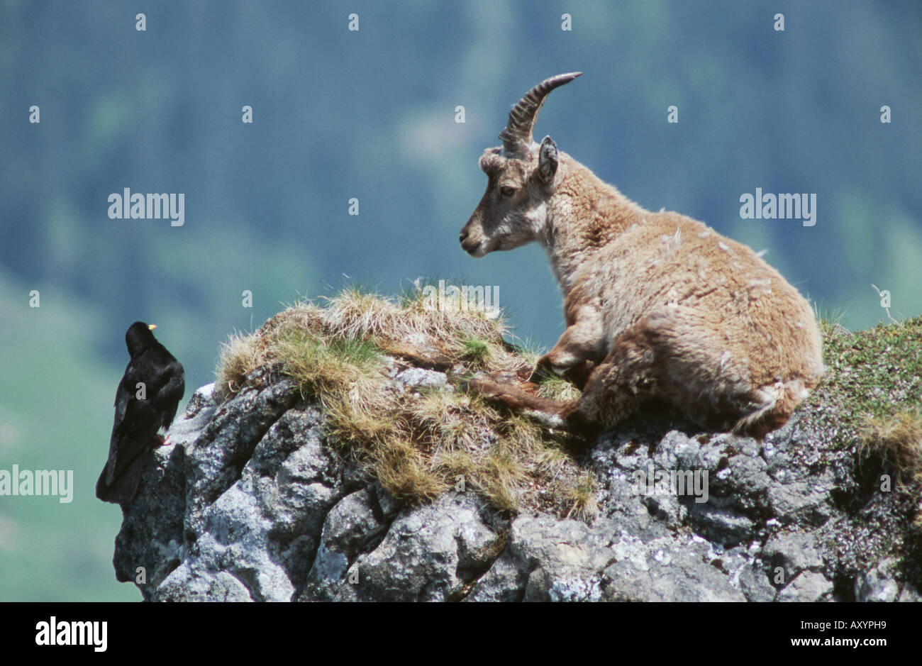 alpine ibex (Capra ibex), with alpine chough, Switzerland, Berneroberland, Niederhorn Stock Photo