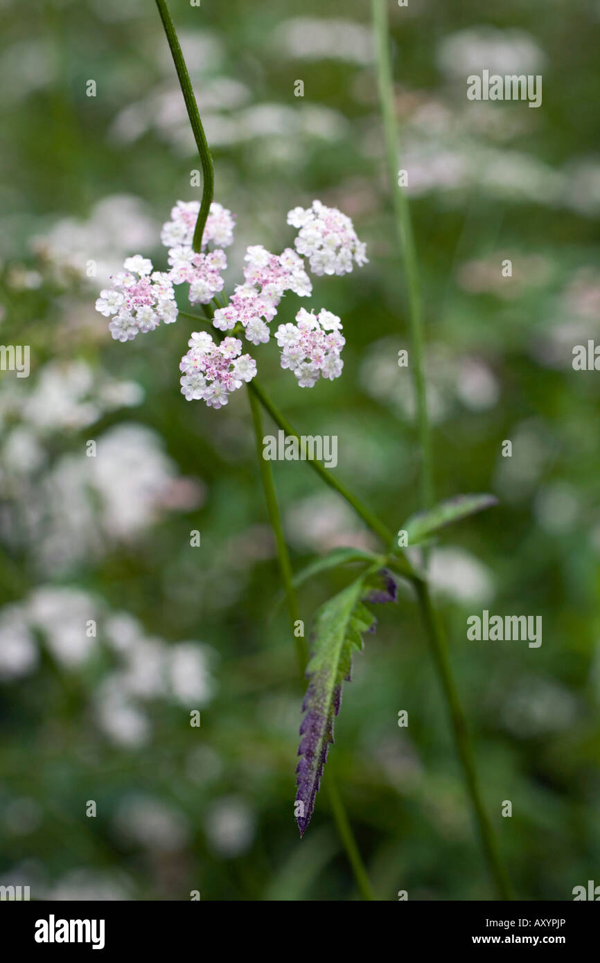 upright hedge parsley Torilis japonica Stock Photo Alamy