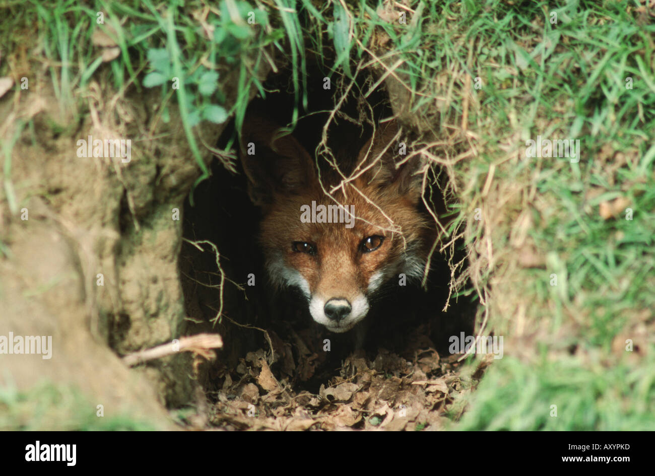 red fox (Vulpes vulpes), fox in the dens, Switzerland, Lake Constance