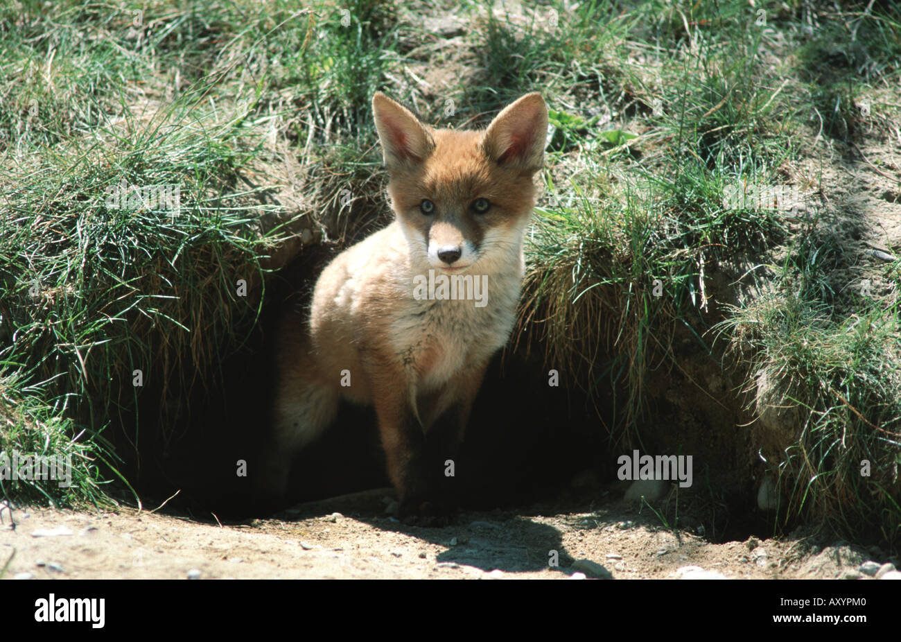 Fox dens hi-res stock photography and images - Alamy