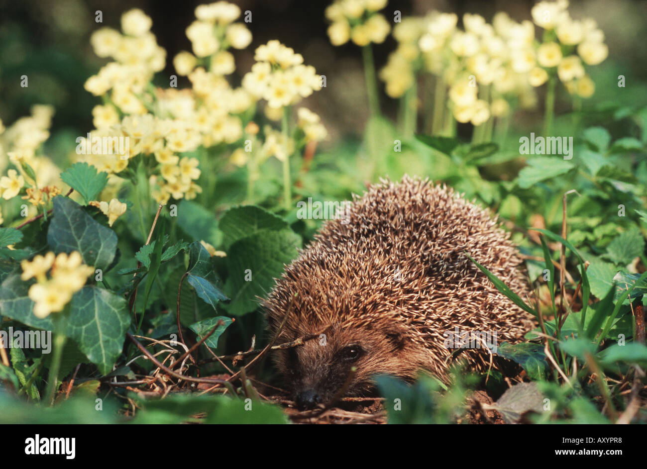 western hedgehog, European hedgehog (Erinaceus europaeus), among ...