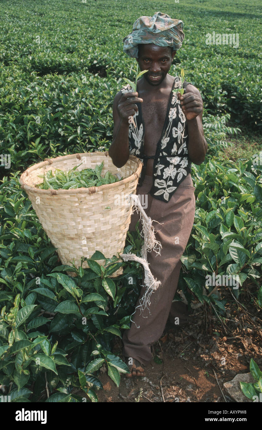 Man with basket harvesting tea on a tea plantation, Malawi, Phalombe Plain, Mulanje Stock Photo