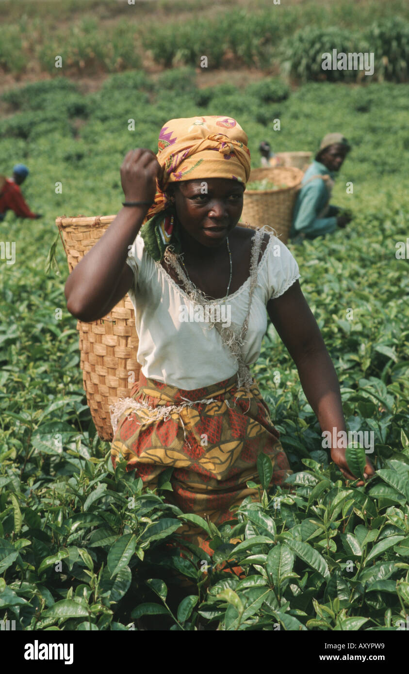 tea picker at the tea harvest on a tea plantation, Malawi, Phalombe Plain, Mulanje Stock Photo
