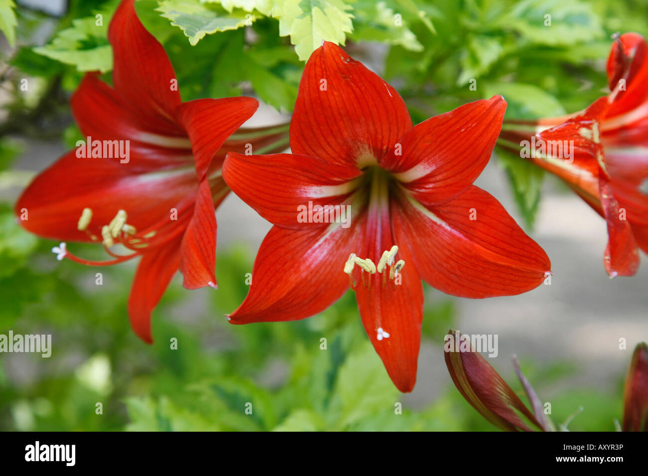Amaryllis Lily, Hippeastrum hybrid, Amaryllidaceae (Amaryllis family), These plants are popularly erroneously known as Amaryllis Stock Photo