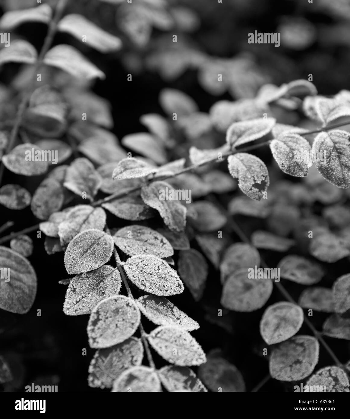 Frost on leaves in the garden Black and white Stock Photo