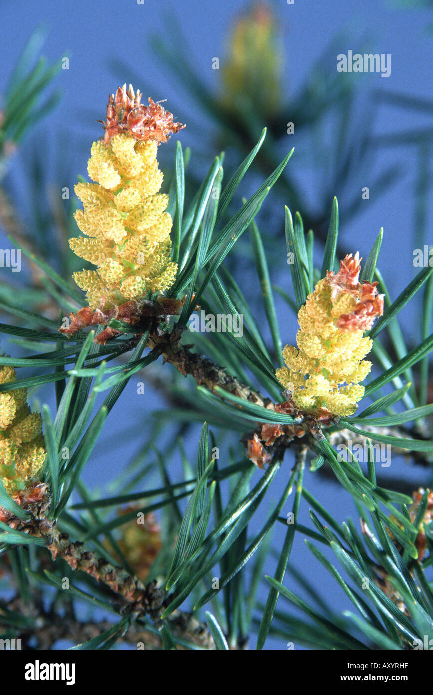 Scotch pine, scots pine (Pinus sylvestris), male inflorescences Stock Photo