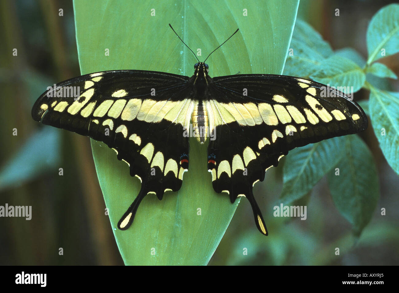 green blumei (Papilio blumei Stock Photo Alamy