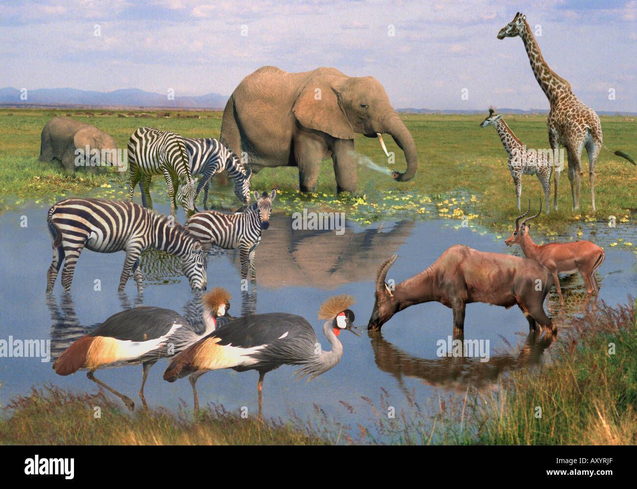 Waterhole Birds Zebra Hi Res Stock Photography And Images Alamy