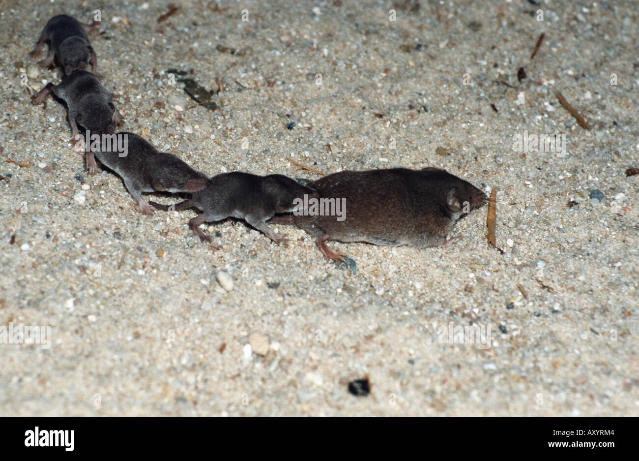Shrew caravan hi-res stock photography and images - Alamy