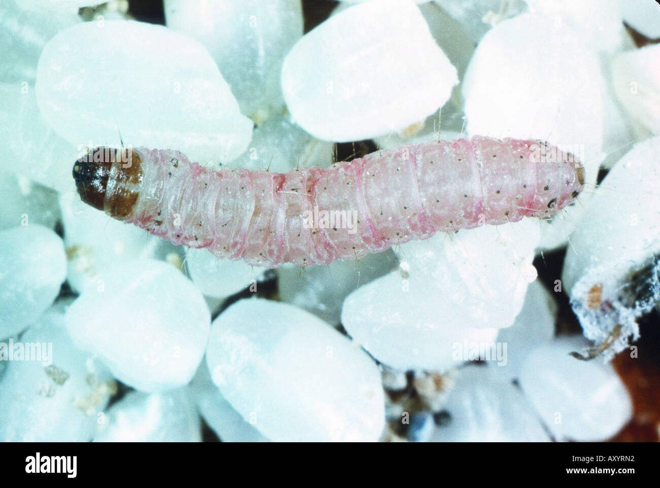 Mediterranean flour moth (Ephestia kuehniella, Anagasta kuehniella), larva Stock Photo