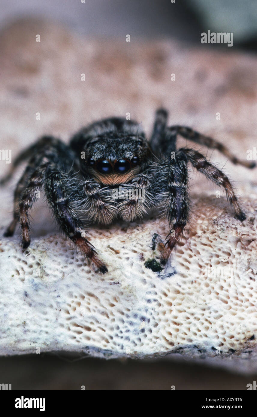 jumping spider (Marpissa muscosa) Stock Photo