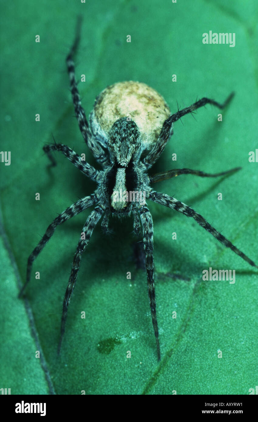 thin-legged wolf spider (Pardosa lugubris), with cocoon Stock Photo