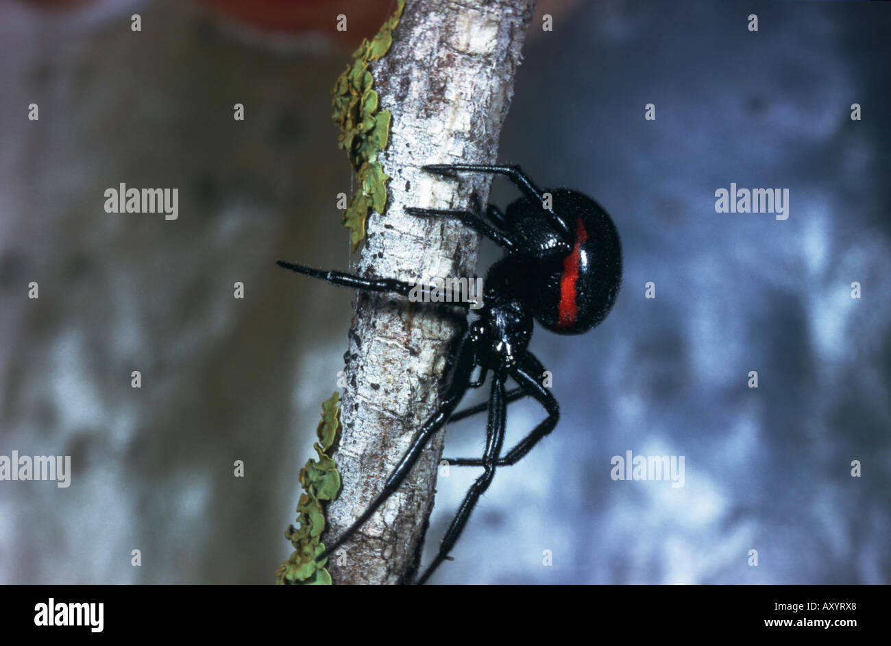 false widow spider (Steatoda paykullianus) Stock Photo