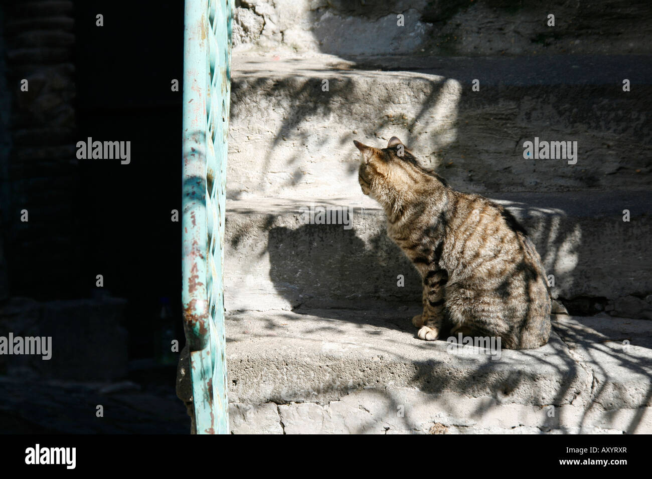 cat sitting on steps outdoors Stock Photo - Alamy