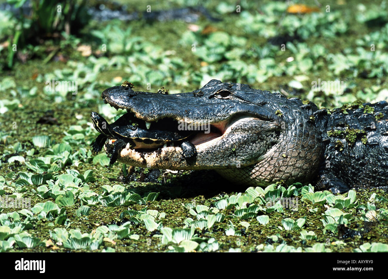 American alligator (Alligator mississippiensis), feeding redbellied