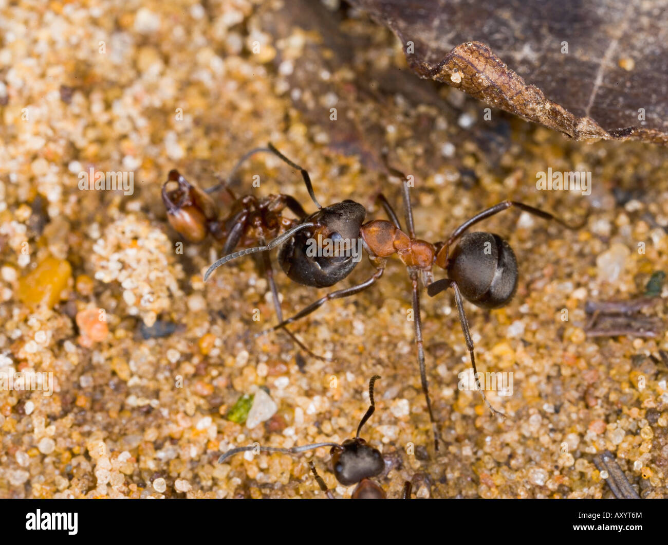 Wood ant Formica rufa carrying dead ant Stock Photo Alamy