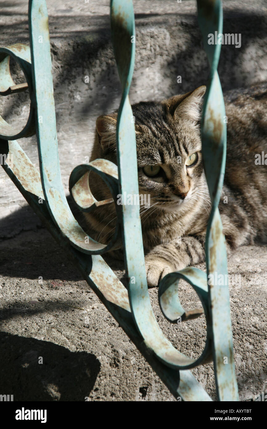 cat sitting on steps outdoors Stock Photo - Alamy