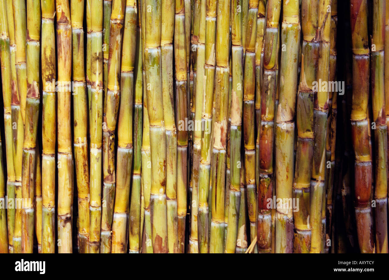 Pile of sugar cane, Sugarcane, Saccharum officinarum, harvested for processing, Pune. Stock Photo