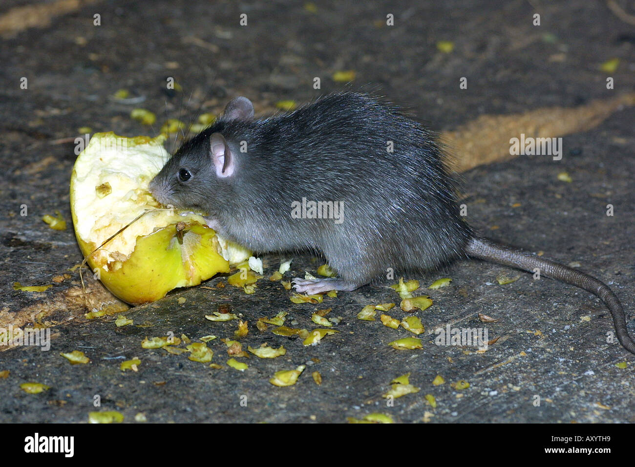 Ship rat outlet