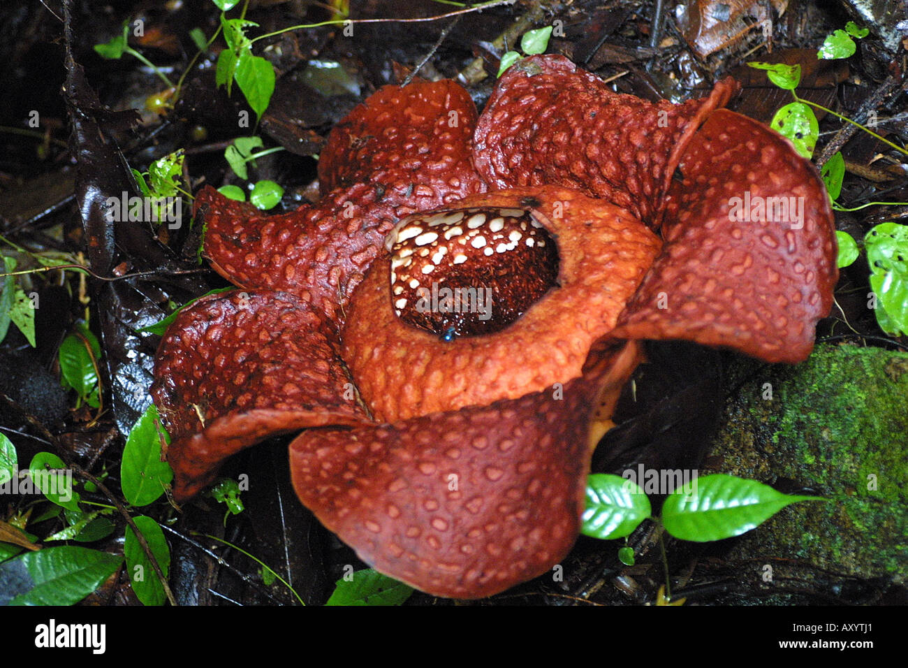 giant flower (Rafflesia arnoldii), largest flower of the world, Borneo Stock Photo