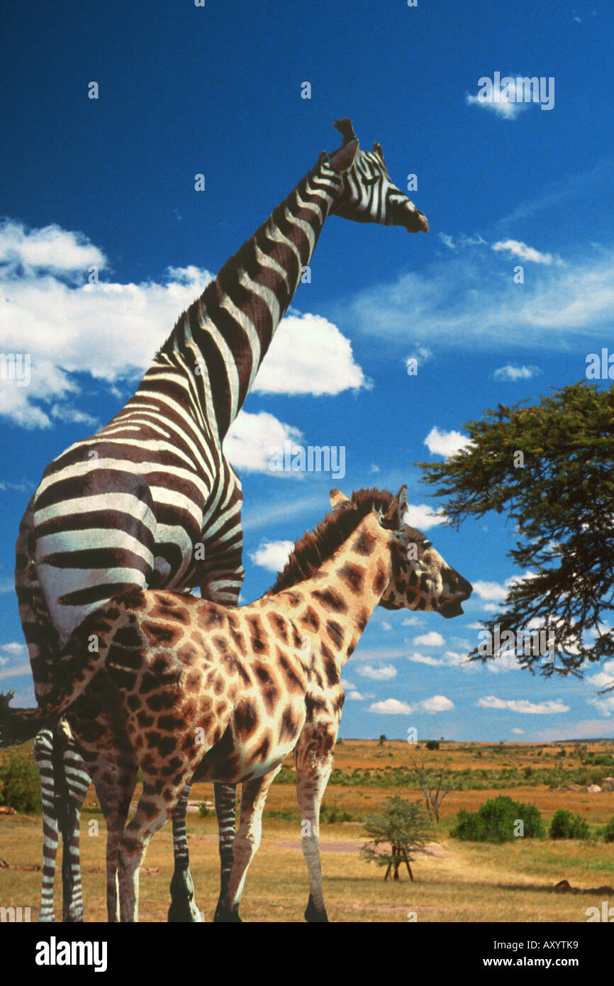 ballet folder kande zebra and giraffe mixture (Giraffa camelopardalis, Equus burchelli),  composing Stock Photo - Alamy
