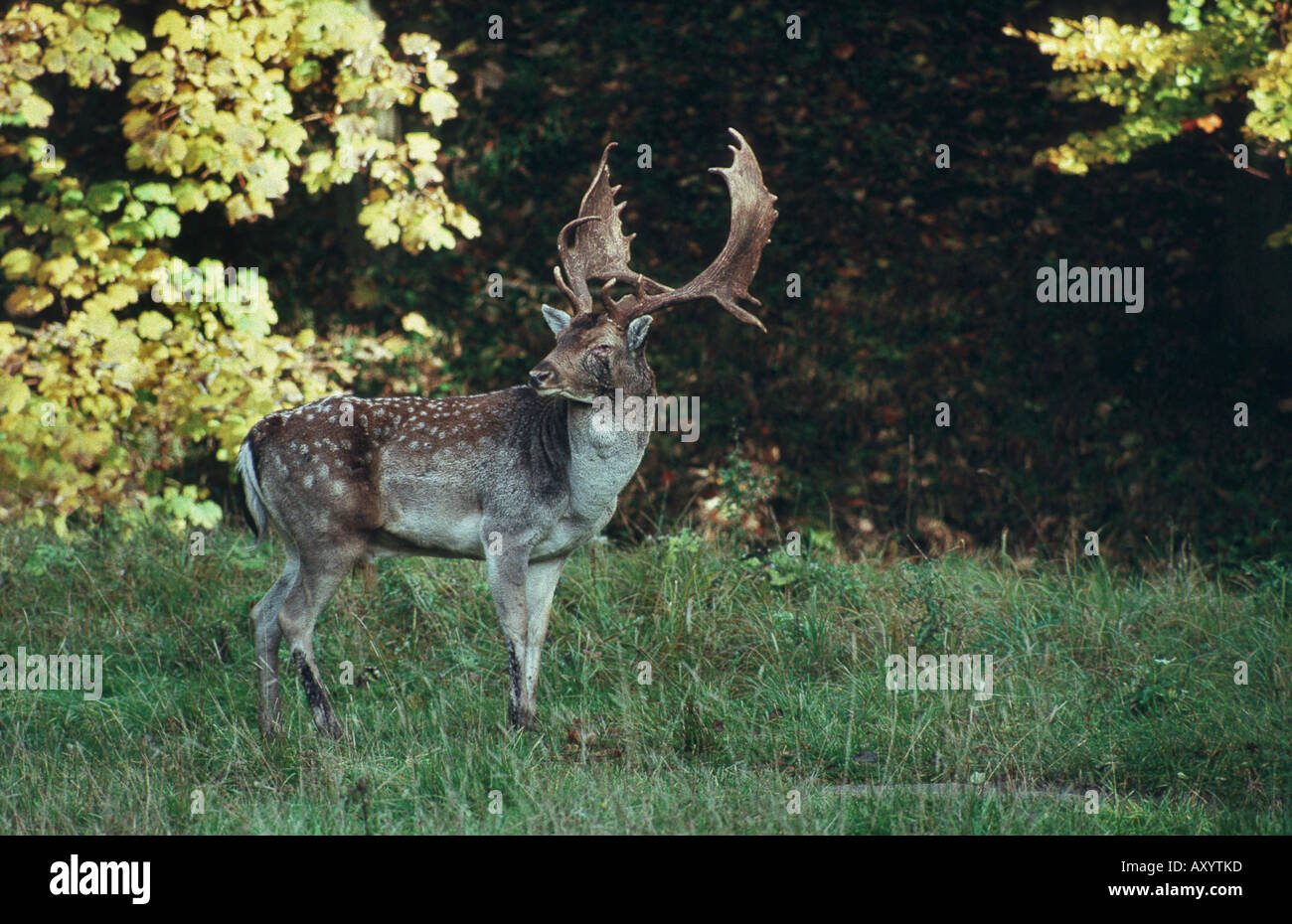 fallow deer (Dama dama, Cervus dama), male Stock Photo