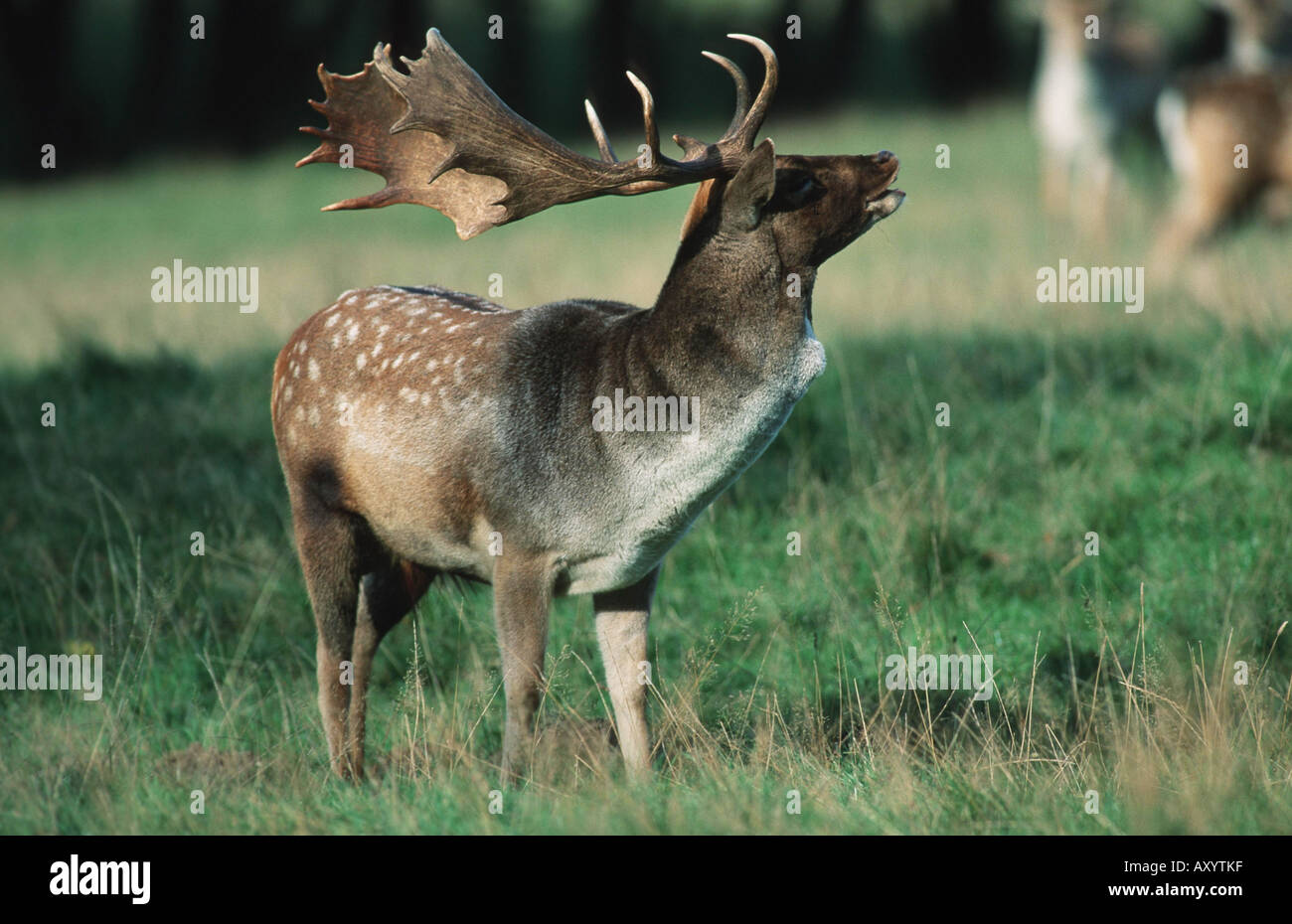 fallow deer (Dama dama, Cervus dama), male roaring Stock Photo