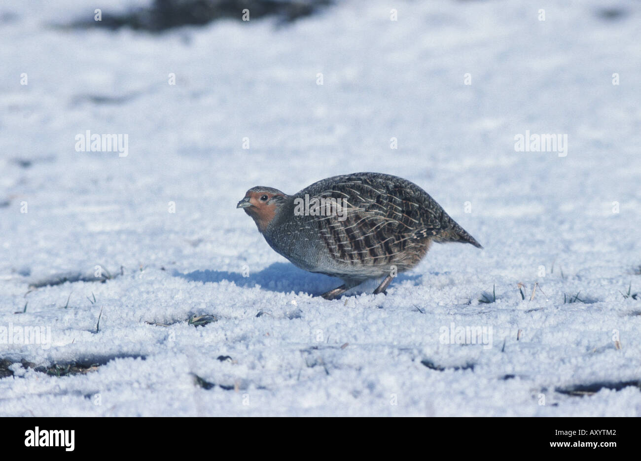 grey partridge (Perdix perdix), in snow Stock Photo