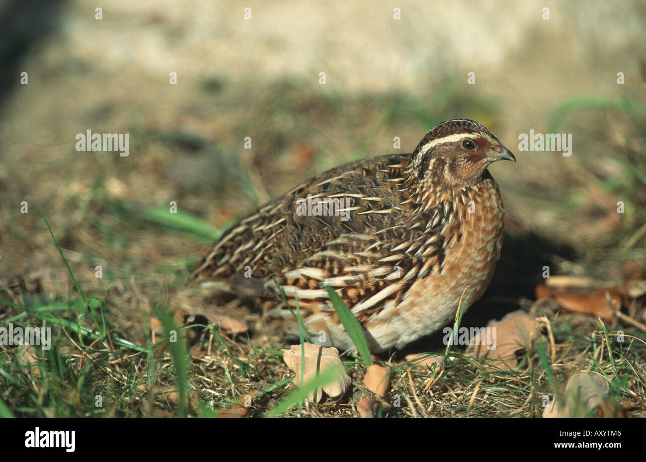 common quail (Coturnix coturnix), hen Stock Photo