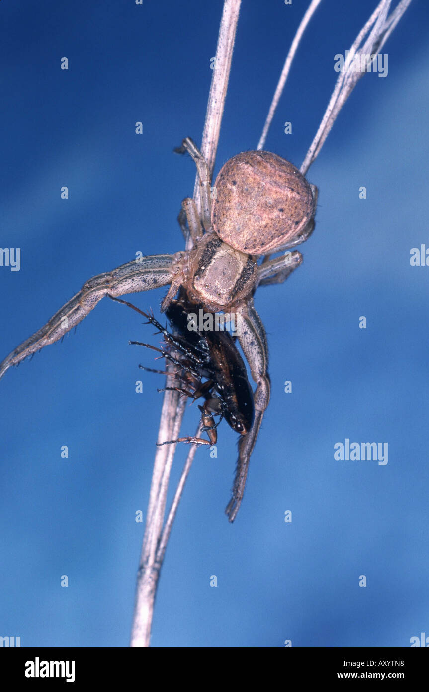 crab spider (Xysticus bifasciatus), with prey Stock Photo
