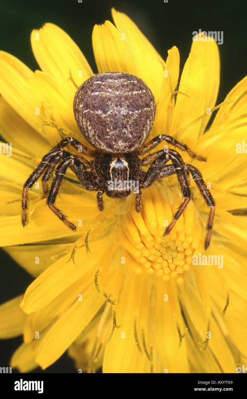 crab spider (Xysticus acerbus), female Stock Photo Alamy