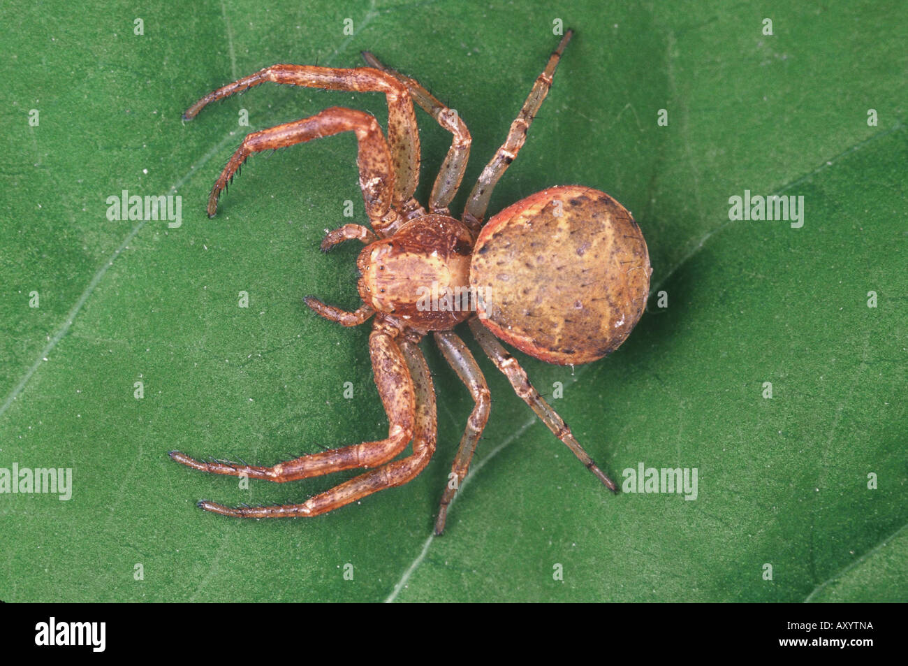 crab spider (Xysticus lanio), female Stock Photo 9683289 Alamy