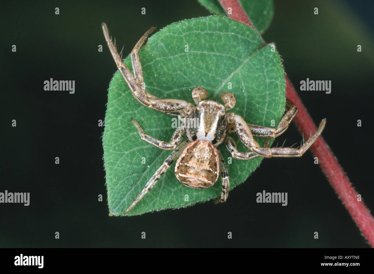 crab spider (Xysticus cristatus) Stock Photo